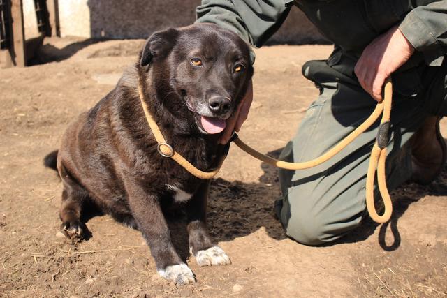 SHINY - reserviert Tiere brauchen Freunde