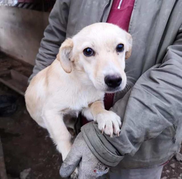 PAMPLONA - reserviert Hundescheune Fläming