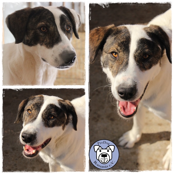 JONAS - reserviert Tierheim Ahrweiler
