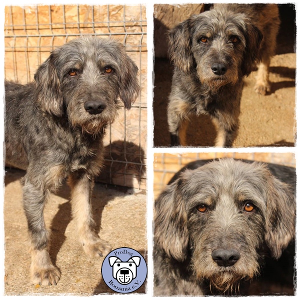 MIKOSCH - reserviert Tierheim Ahrweiler