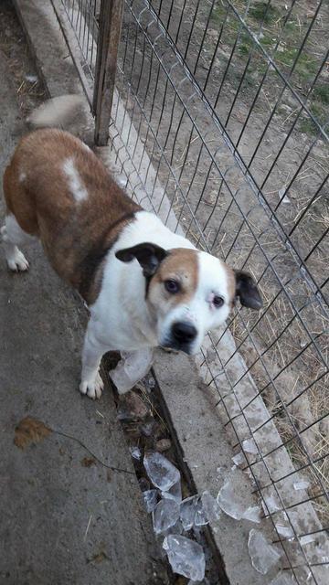 CARLA - reserviert Tierheim Ahrweiler