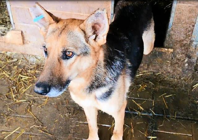 ALIA - ca. 60 - OLDIE - 2 Jahre im Tierheim - reserviert 4animals