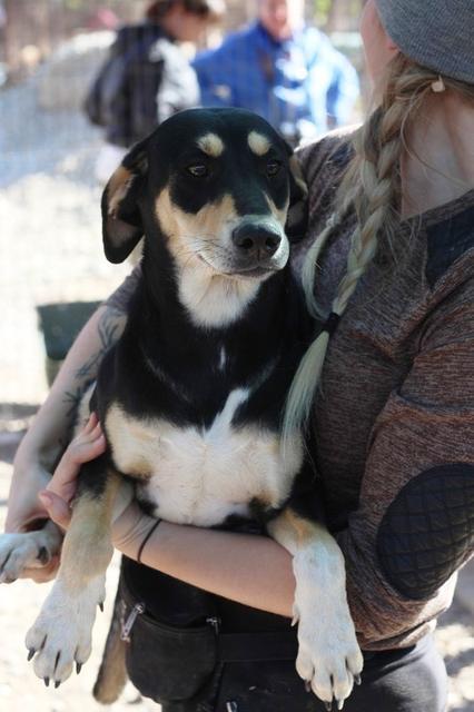 SIMA - tolle Hündin! - reserviert Tiere brauchen Freunde