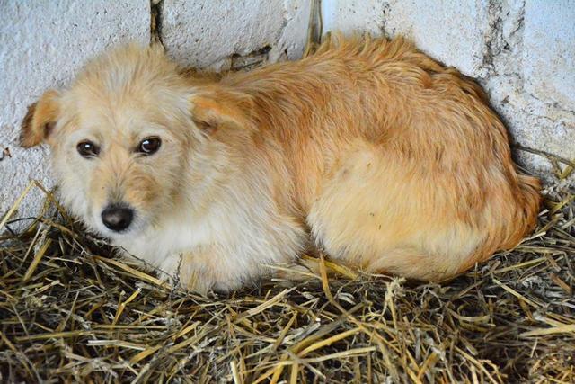 TIPPSIE - reserviert Tierhilfe Lebenswert e.V. (MP)