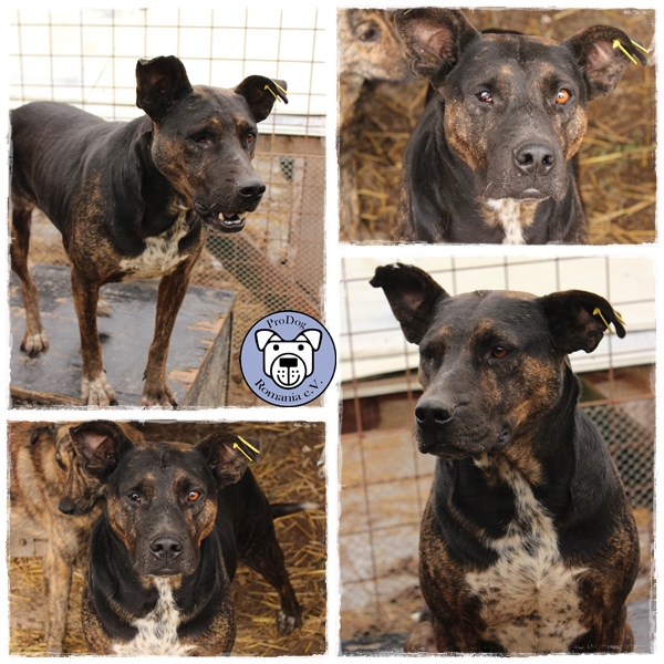 DUNJA - reserviert Tierheim am See