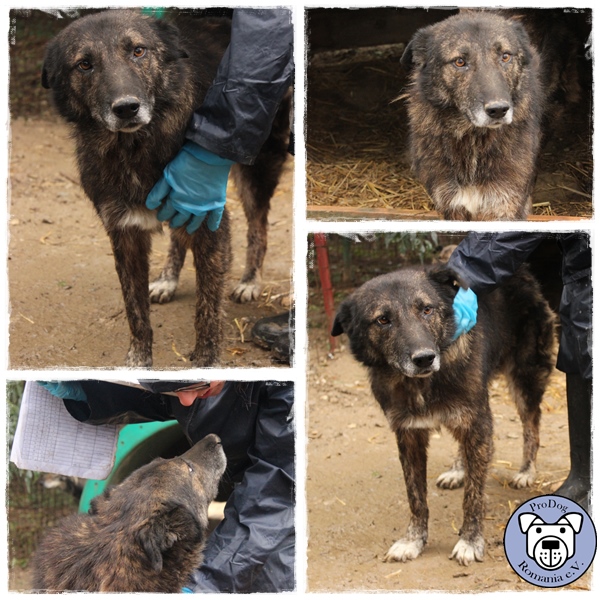 ETONA - reserviert Tierheim Koblenz