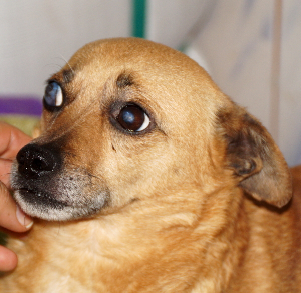 BAMBI  - ein Auge defekt - OLDIE reserviert (NadineH)