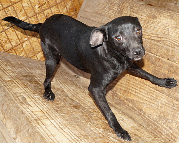 COLETTA (MIA) - reserviert Tierhilfe Lebenswert e.V. (MP)