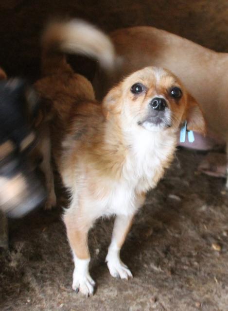 MIRELLE. reserviert Tierheim Koblenz