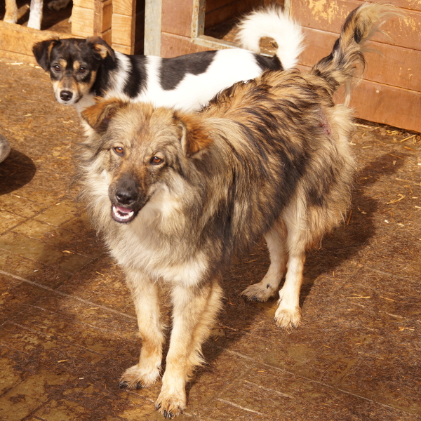 GINNY (HOPE) - reserviert Lebenswert (G)