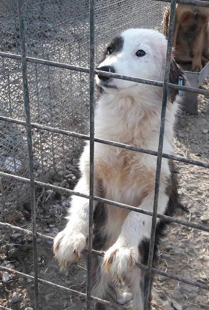 TILDA - reserviert Tierheim Koblenz