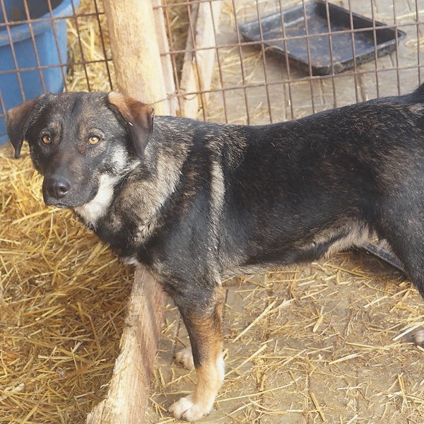 LEILANI - über 1 Jahr im Tierheim - reserviert Lebenswert (G)