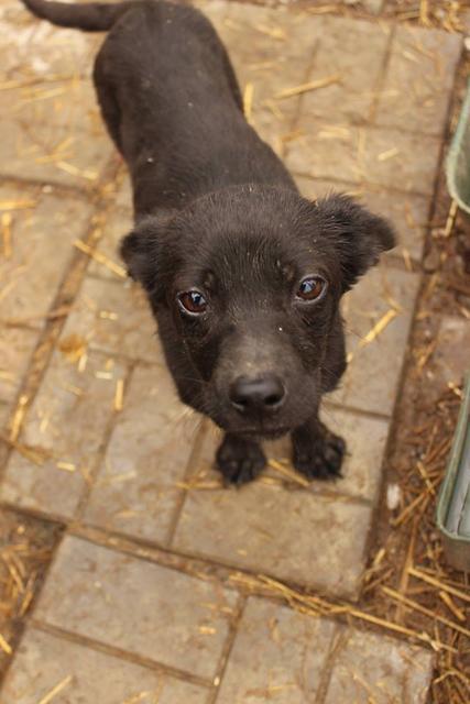 LISSY - reserviert Tierhilfe Lebenswert