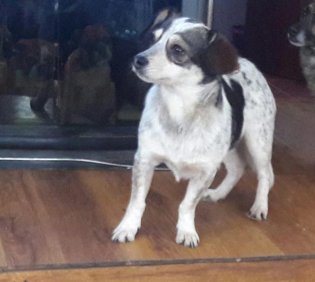 MAJA - reserviert Tiere brauchen Freunde