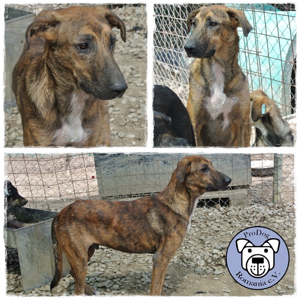 ELLIOT* - reserviert Tierheim am See
