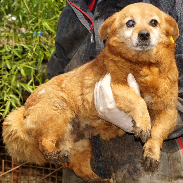 DANIE - teils Blind & Oldie - reserviert NaTiNo (G)