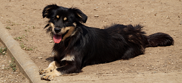 JOHN-BOY -  reserviert 4Animals