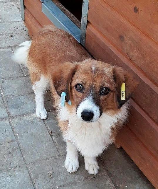 MARIECHEN (Smila)  - reserviert 4Animals