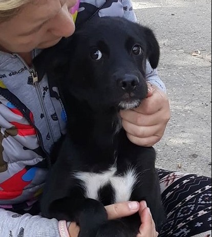 SNORRI - reserviert Tierheim Lingen