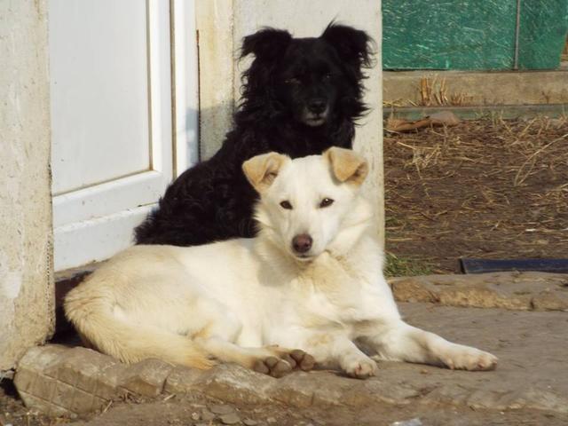 RONJA - reserviert ProVitaAnimale