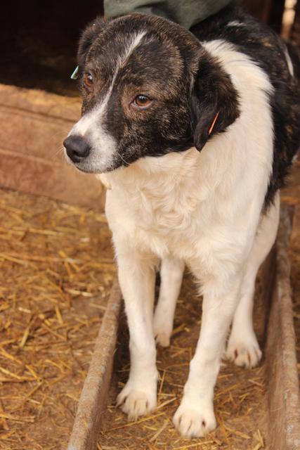 BIBI - reserviert Tierheim Koblenz