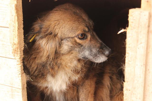 NANNI - reserviert Tierheim Koblenz