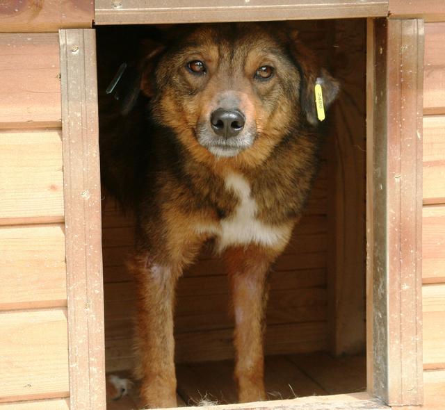 KEKS B - reserviert Tierhilfe Lebenswert e.V. (MP)