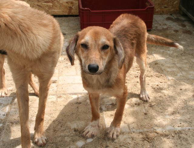 LEXI T - reserviert Tierhilfe Lebenswert e.V. (MP)