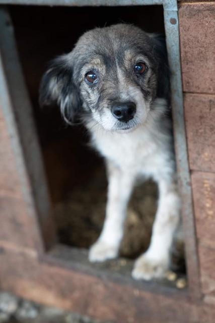 DANAH - reserviert Menschen für Tiere Landau (GC)