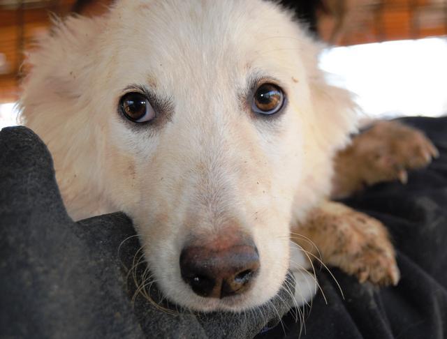 ANEA - reserviert Hundescheune Fläming