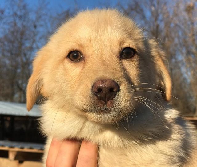 BENNY - reserviert Hundescheune Fläming