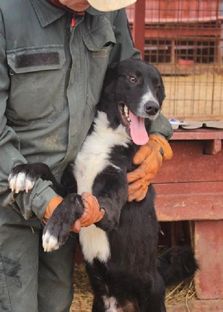 COBY - reserviert Hundescheune Fläming