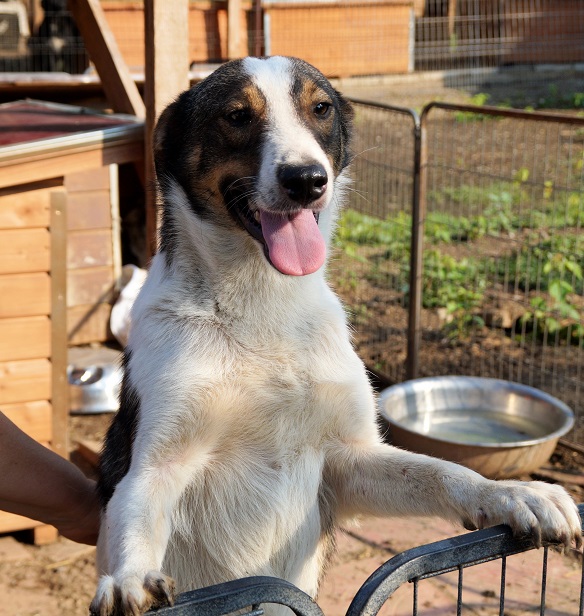 FILOU  - reserviert Tiere brauchen Freunde