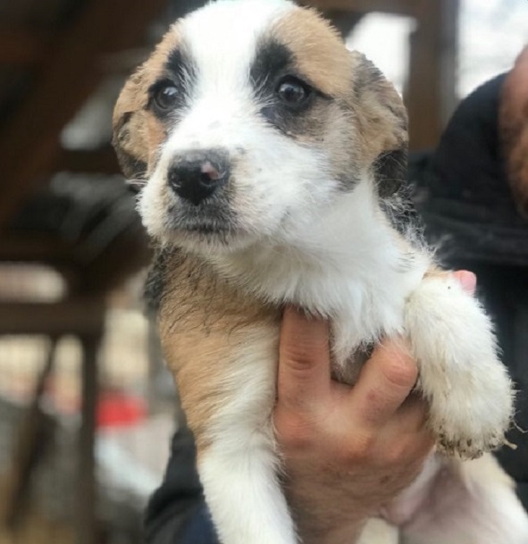 LOVIS - reserviert Tierheim Filderstadt