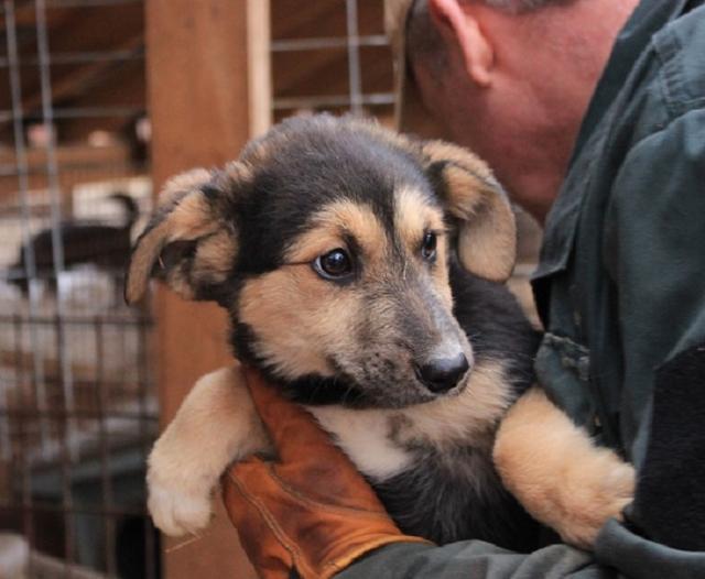 PINKY - reserviert Tierheim Tuttlingen