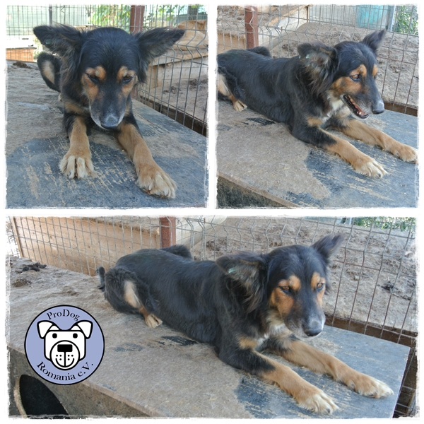 COSIMA* - reserviert Hamburger Tierschutzverein