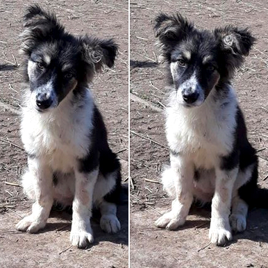 BELINDA (ILEANA) - reserviert Tierhilfe Lebenswert e.V. (MP)