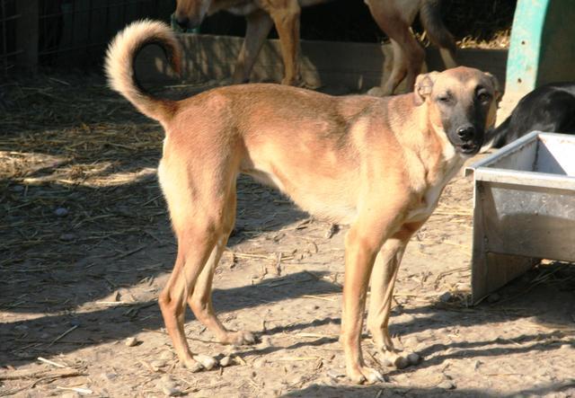 BREEZE - reserviert Tierhilfe Lebenswert e.V. (MP)