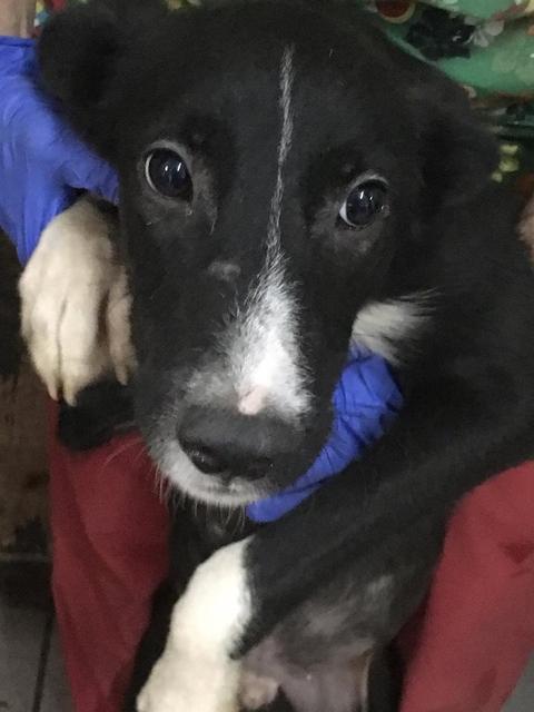 MOWGLI - reserviert Hamburger Tierschutzverein