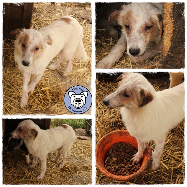 DINOLINO - reserviert 4A