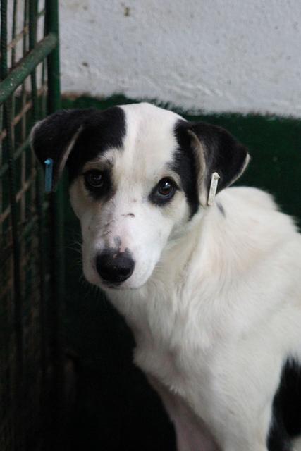 OLIVER - reserviert Tierheim am See