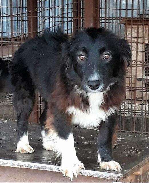 MALO - 35-40 - reserviert Menschen für Tiere Landau (GC)