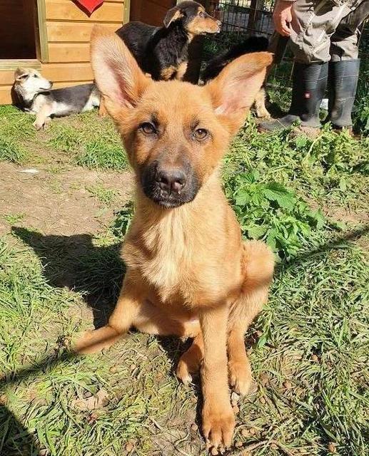 ALEXA - reserviert Dog Rescue / Tierhilfe Lebenswert e.V. (MP)