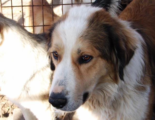ARONA - reserviert Dog Rescue / Tierhilfe Lebenswert e.V. (MP)