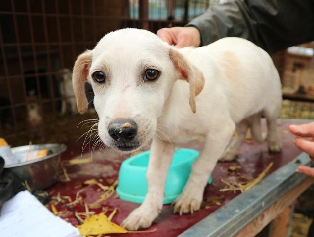 CLOUD - reserviert Dog Rescue / Tierhilfe Lebenswert e.V. (MP)