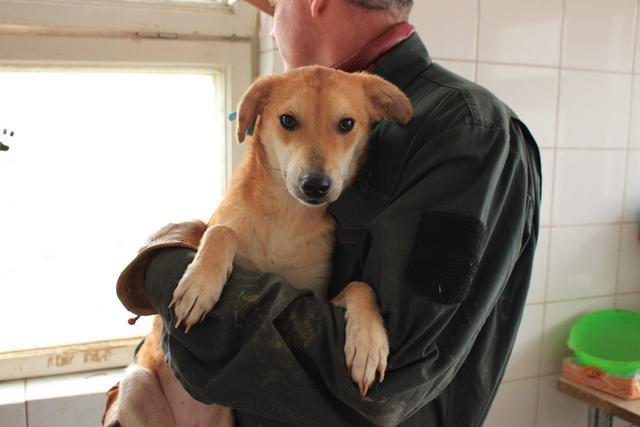 ELFIE - reserviert Dog Rescue / IH (MP)