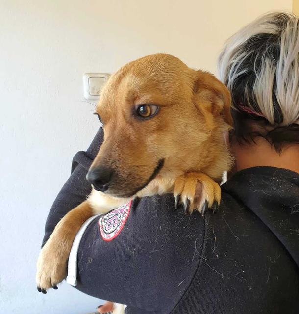 HALLUMI - reserviert Dog Rescue / Tierhilfe Lebenswert e.V. (MP)