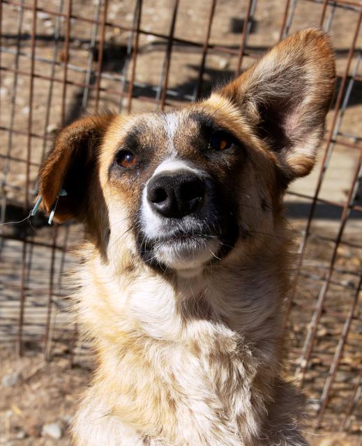 IRENE - reserviert Dog Rescue / IH (MP)