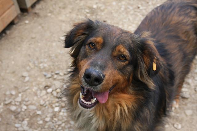 JAY-JAY - reserviert Dog Rescue / THL (MP)