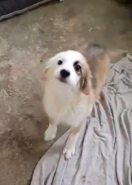 MALEIKA - reserviert Dog Rescue / IH (MP)